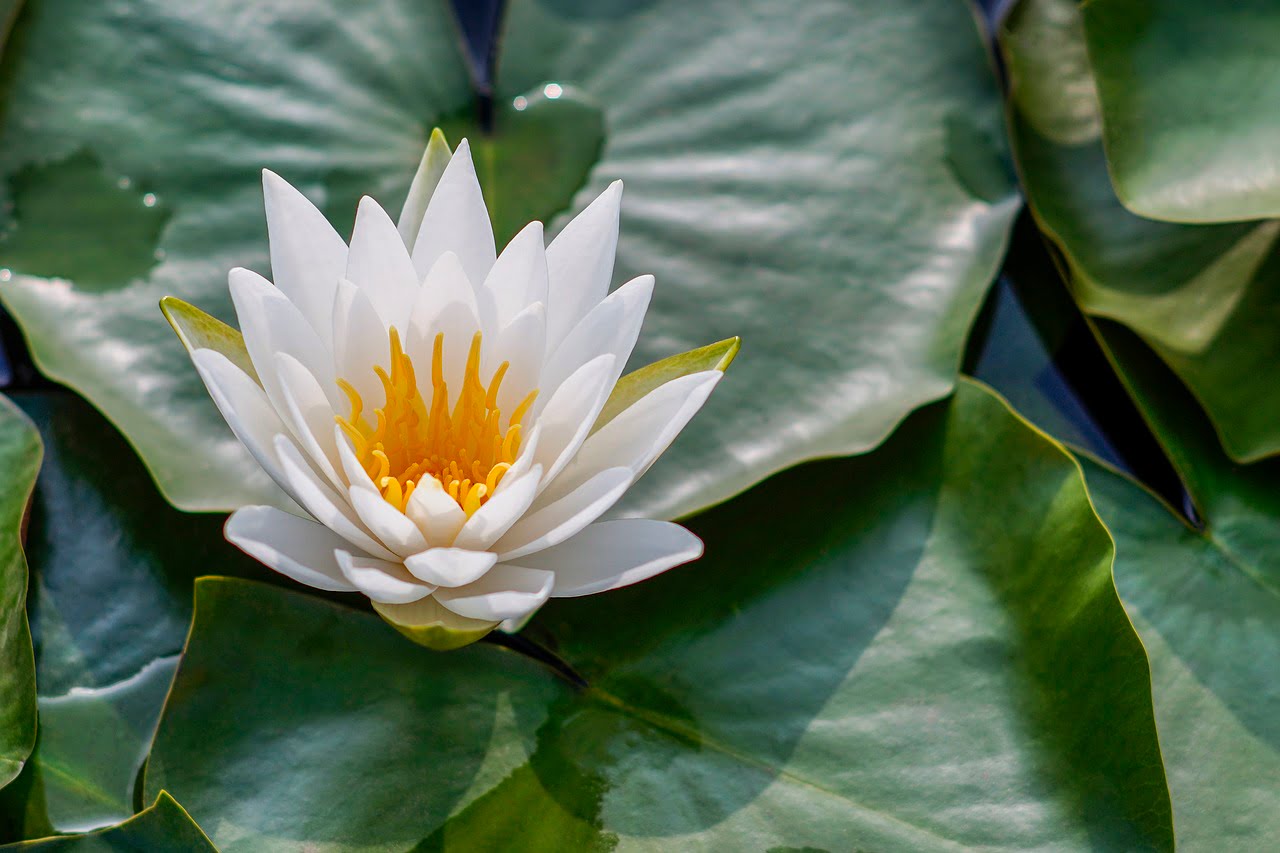 Éveillez votre essence intérieure avec le symbole sacré du lotus Eveillez votre essence interieure avec le symbole sacre du lotus
